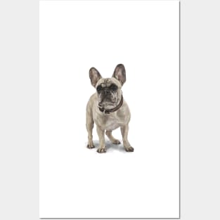 The French Bulldog Posters and Art